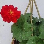 Begonia sutherlandii Цвят