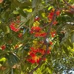 Castanospermum australe Blomst