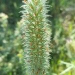 Trifolium angustifolium Bloem