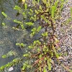 Myriophyllum aquaticum Feuille