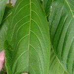 Justicia adhatoda Leaf