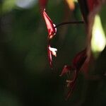 Gongora atropurpurea 花