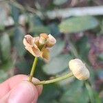 Unonopsis stipitata Flower