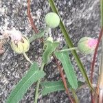 Pavonia aurigloba autre