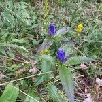 Gentiana andrewsii Blomma