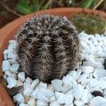 Echinocereus viridiflorus Φύλλο