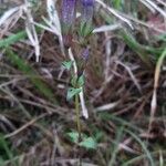 Gentianella germanica Цвят