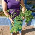 Albizia lebbeck Leaf