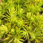 Petrosedum rupestre পাতা