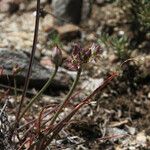 Allium campanulatum Kvet