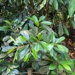 Ficus cyathistipula Blad