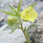 Mohavea breviflora Floare