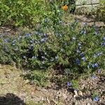 Lithodora fruticosa Habit