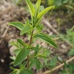 Hypericum maculatumDeilen