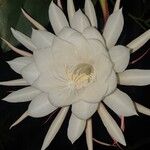 Epiphyllum oxypetalum Lorea