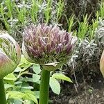 Allium giganteum Кветка