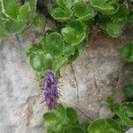 Paederota bonarota Fula