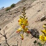Senna auriculata Flower