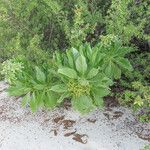 Heliotropium arboreum Habit