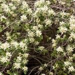 Amelanchier utahensis 整株植物