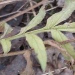 Cephalaria gigantea Leaf