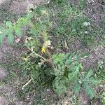 Solanum angustifolium 葉