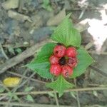 Cornus canadensisFruit