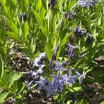 Amsonia tabernaemontana Blomst