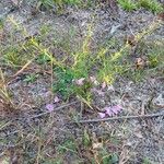 Agalinis purpurea Flor