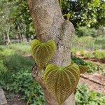 Dioscorea bulbifera Blatt