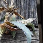 Eryngium planum Leaf