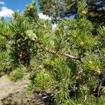 Pinus edulis Fruto