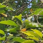 Magnolia champaca Õis