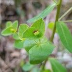 Euphorbia dulcis Flor
