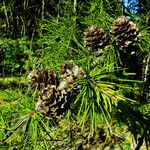 Larix kaempferi फल