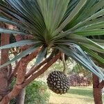 Pandanus utilis Frucht