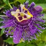 Passiflora incarnata Floro