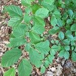 Hamamelis virginiana পাতা