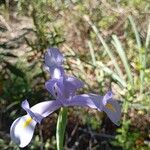 Iris xiphium Квітка