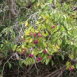 Syzygium guineense Hábito