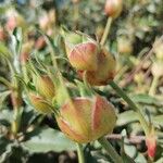 Cistus laurifoliusFloare