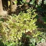 Euphorbia peplus List