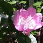 Leuenbergeria quisqueyana Flower