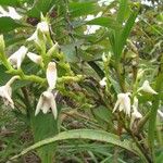 Polystachya albescens Flower