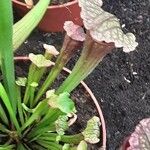 Sarracenia leucophylla Hoja