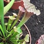 Sarracenia leucophylla 葉