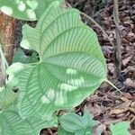 Dioscorea sansibarensis Blatt