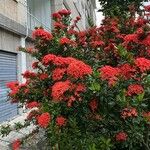 Ixora chinensisफूल