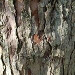 Crataegus crus-galli Bark