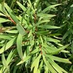 Hakea salicifolia Blatt